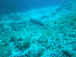sea bed diving majorca 